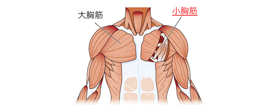 猫背の原因は小胸筋や大胸筋の緊張や収縮