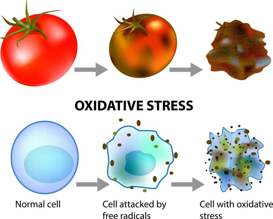 酸化 Oxidation