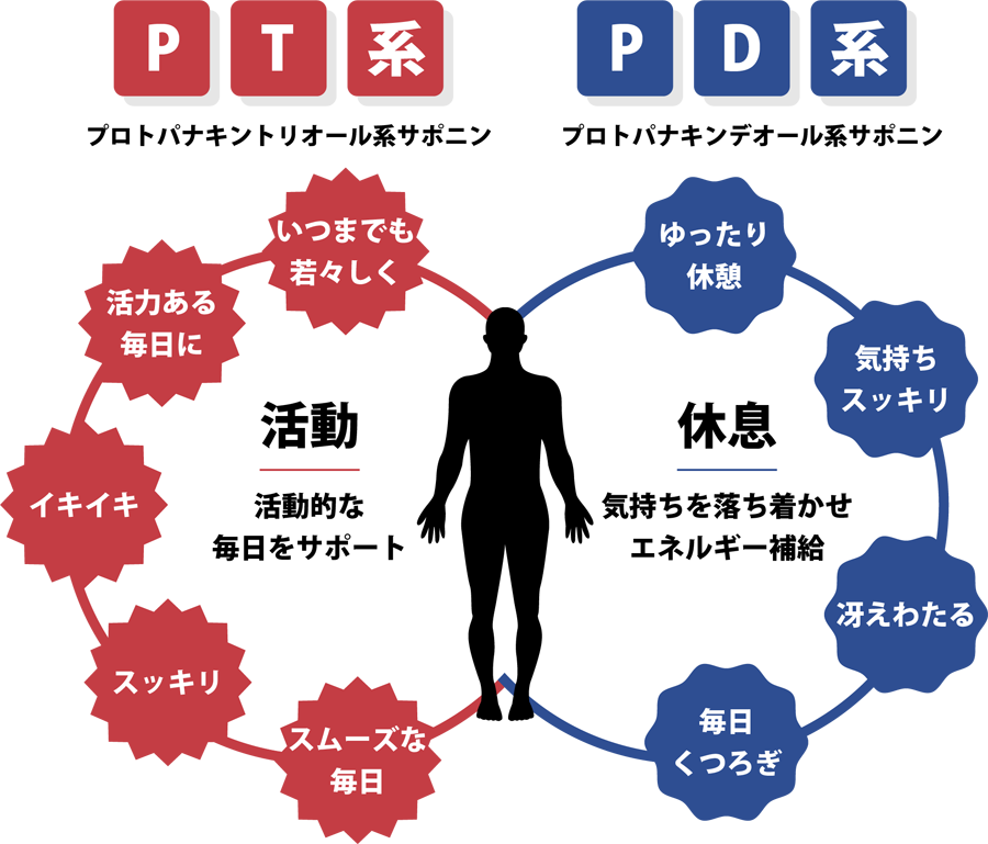  ジンセノサイド (Gindenosides)とは