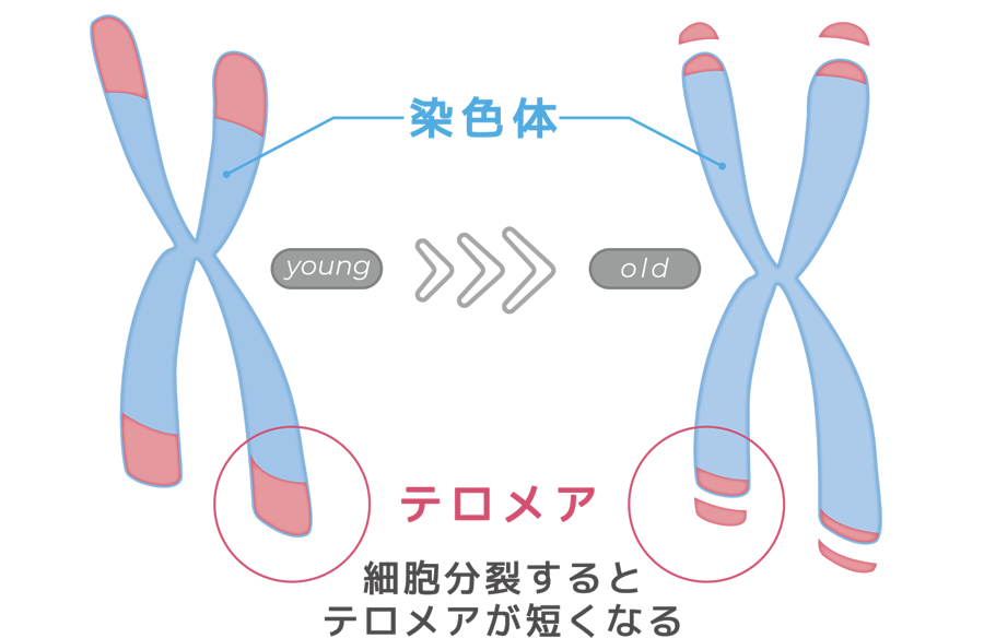 テロメア と 細胞分裂