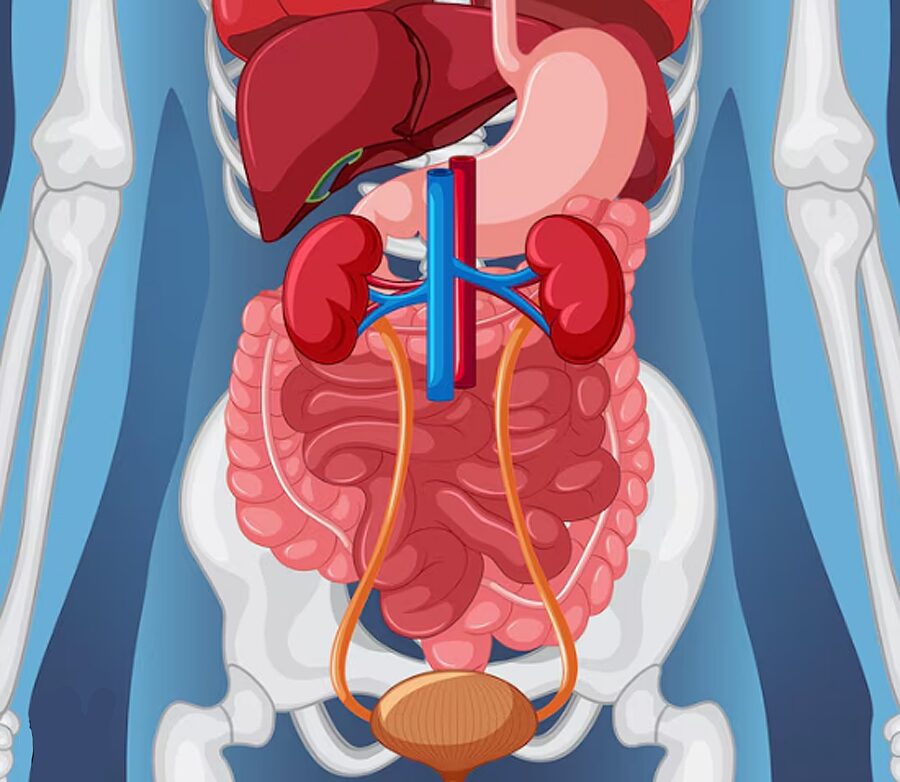 デトックス機能 肝臓 腎臓 大腸