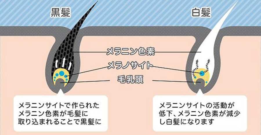  メラノサイト メラニン 白髪 の仕組み