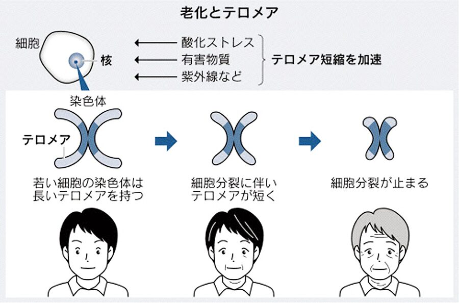 老化 と テロメア