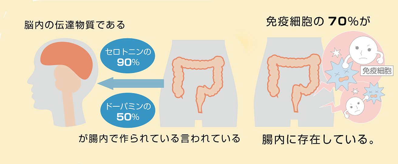 腸内でつくられるホルモンと免疫細胞