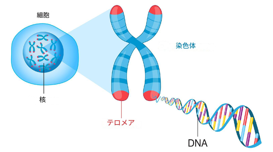 核の中の染色体にある テロメア