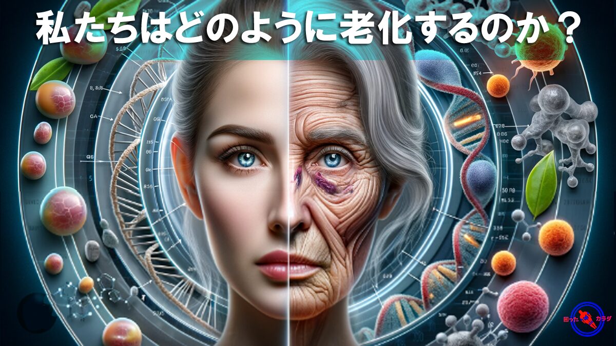 【保存版】老化 の メカニズム ※人はなぜ老化するのか? | 健康と長寿