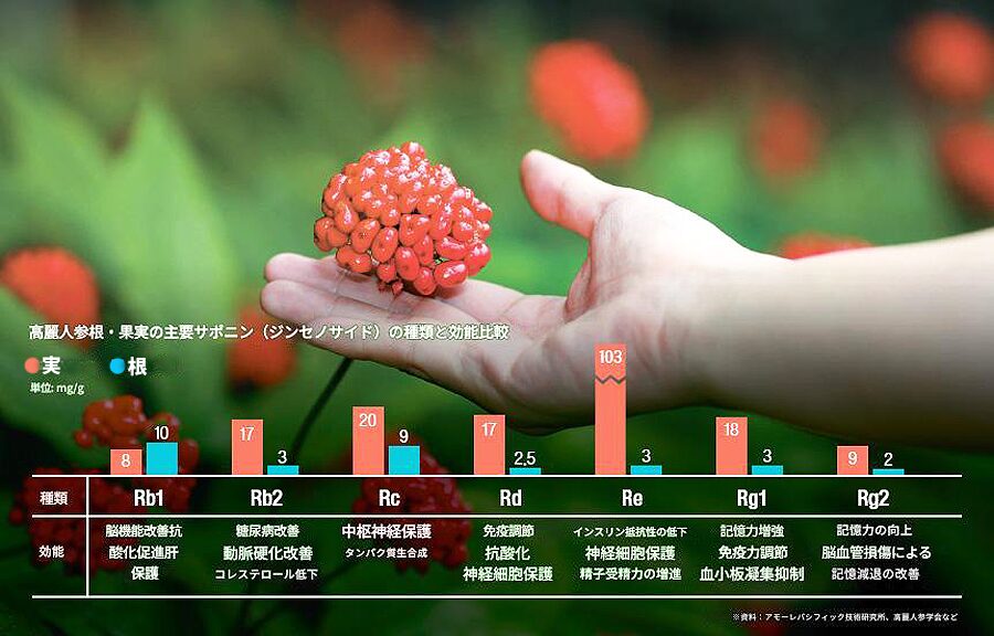 高麗人参 は根よりも実に多くのサポニン ジンセノサイド が含まれている