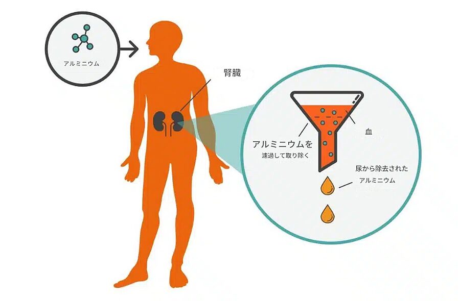  アルミニウム は腎臓で排出される