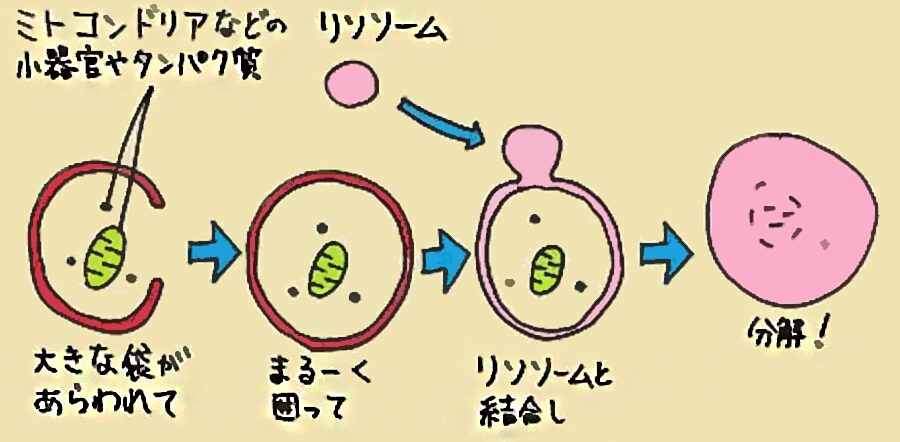 オートファジー