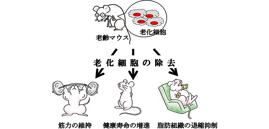 老化細胞除去薬 の働き