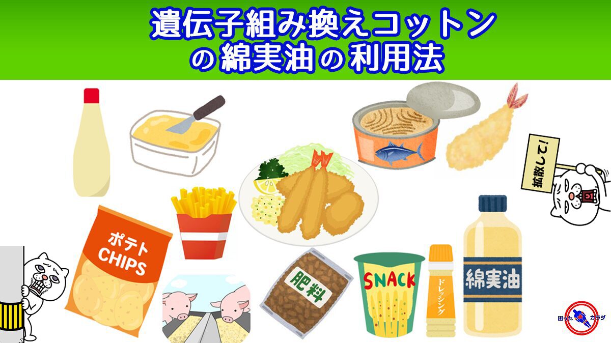 遺伝子組み換えコットン の 綿実油 の利用法 ※どこにでもある 遺伝子組み換え 油 | 健康ニュース