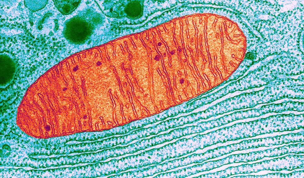 mitochondria ミトコンドリア
