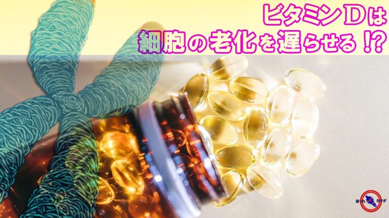 ビタミンDは細胞の老化を遅らせる