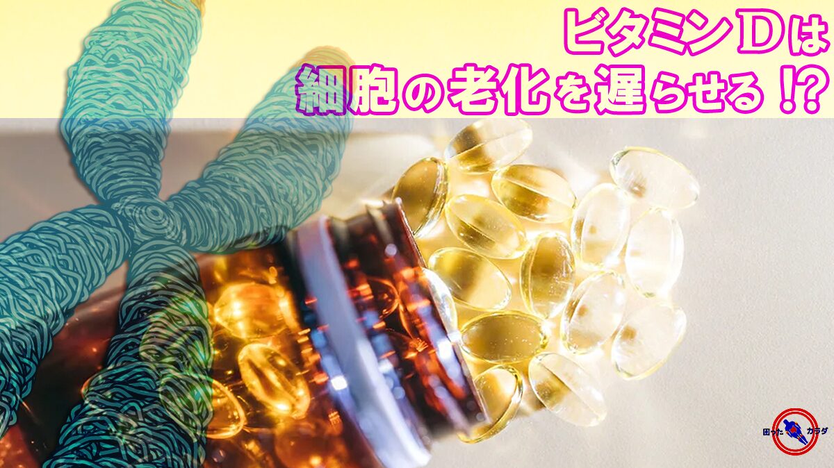 ビタミンDは細胞の老化を遅らせる