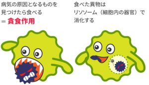 マクロファージ