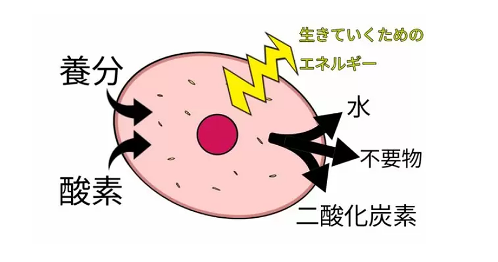 ミトコンドリア の細胞呼吸