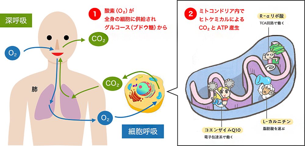 深呼吸とヒトケミカルによる糖と脂質の代謝の効率化メカニズム