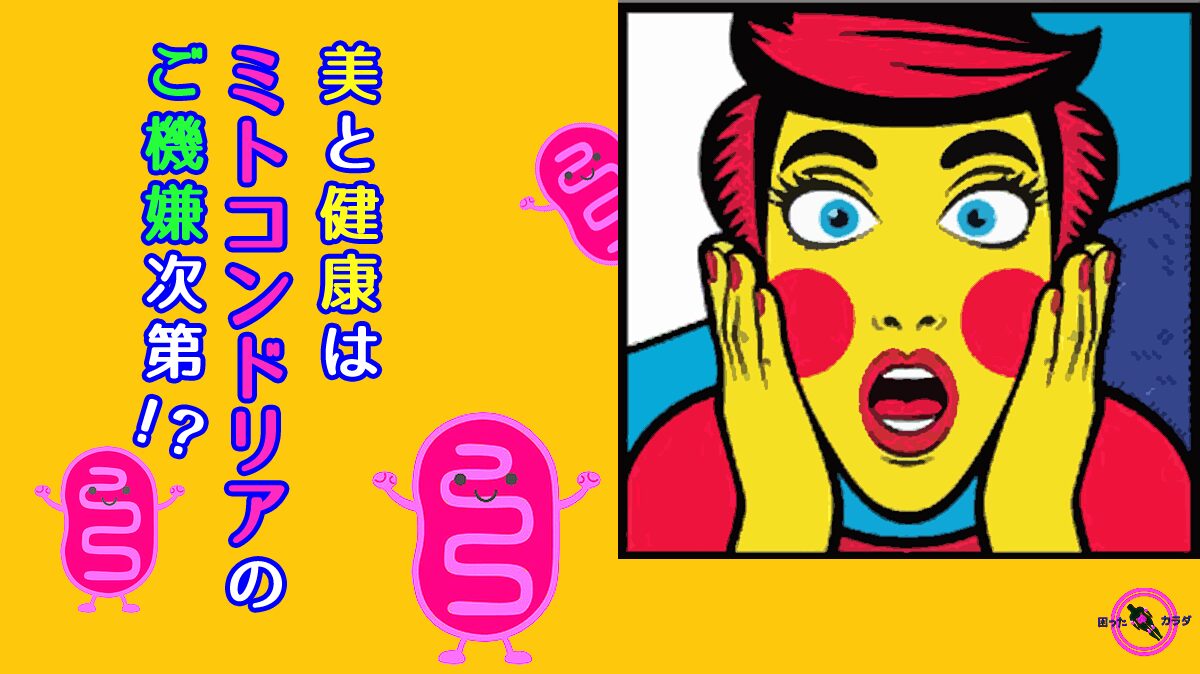 美 と 健康 は ミトコンドリア のご機嫌次第
