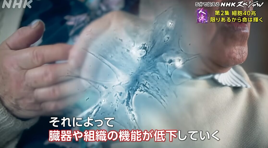 老化現象 の正体