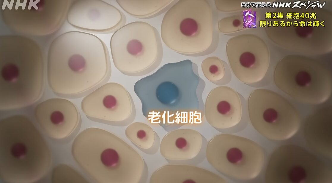 老化細胞