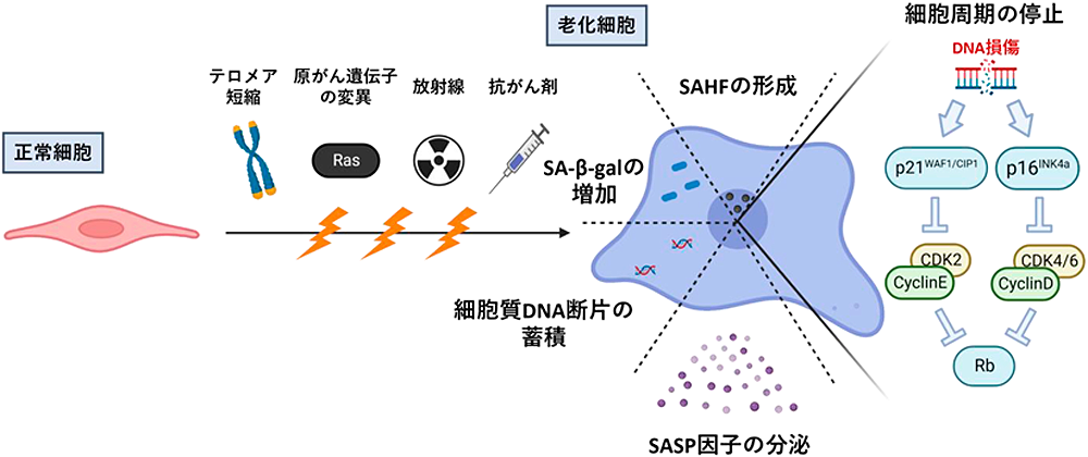 老化細胞 が分泌するSASP因子による細胞競合阻害作用