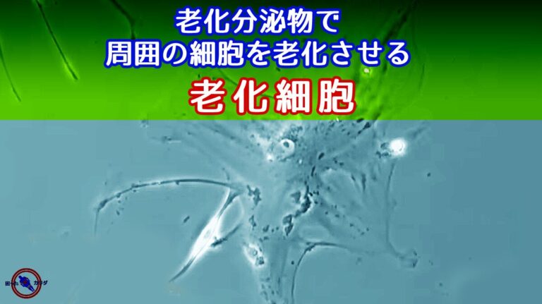 老化細胞 とは