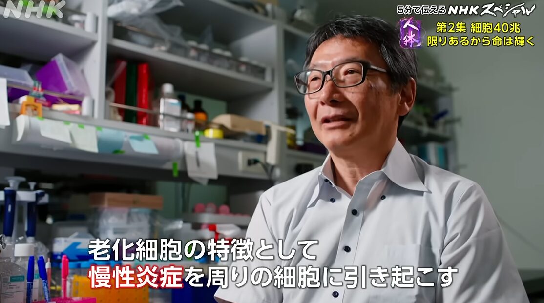 老化細胞 の周囲も老化していく