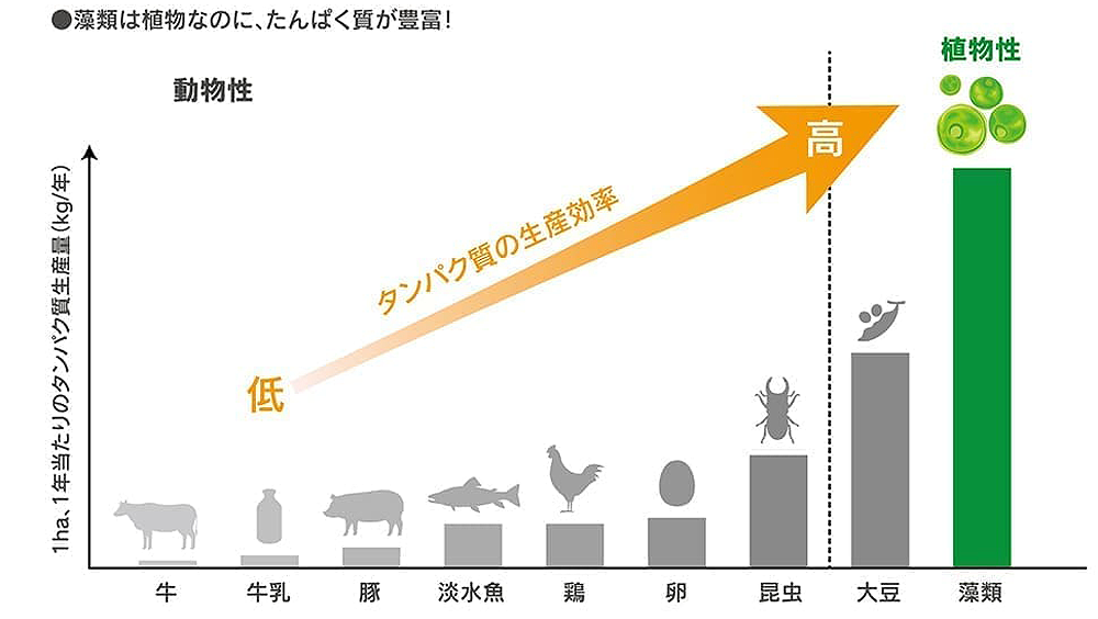 藻類のタンパク質量