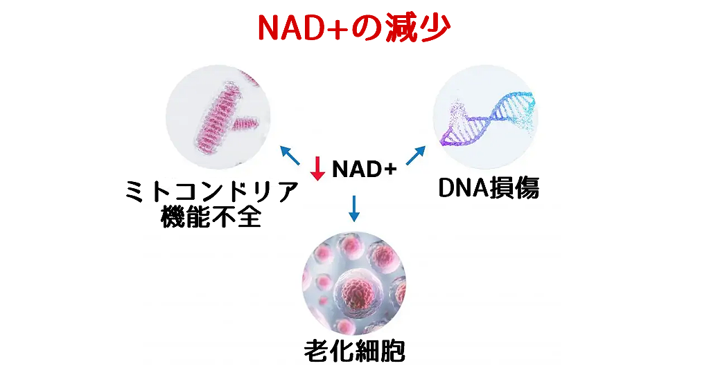 NAD+減少による細胞への影響