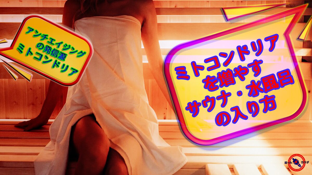 【 ミトコンドリア を増やす サウナ ・ 水風呂 の入り方 】 アンチエイジング の発信源 ミトコンドリア