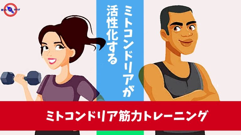 ミトコンドリア が活性化する ミトコンドリア筋力トレーニング