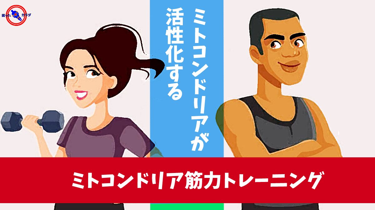 ミトコンドリア が活性化する ミトコンドリア筋力トレーニング