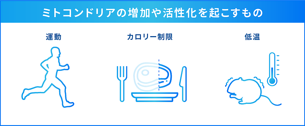 ミトコンドリアが活性化する条件