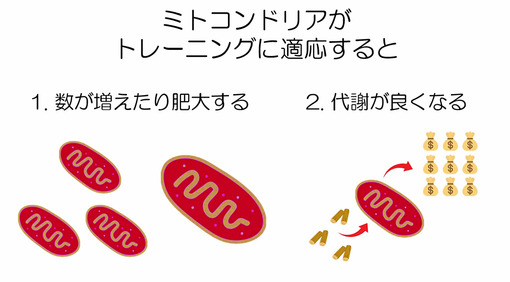 ミトコンドリアの活性化と筋力トレーニング