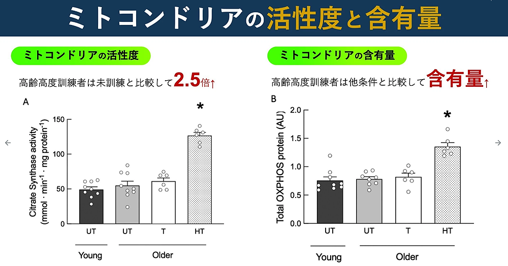 ミトコンドリアの活性度と含有量