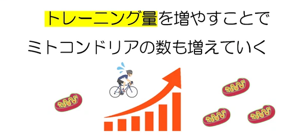 筋力トレーニングとミトコンドリアの関係