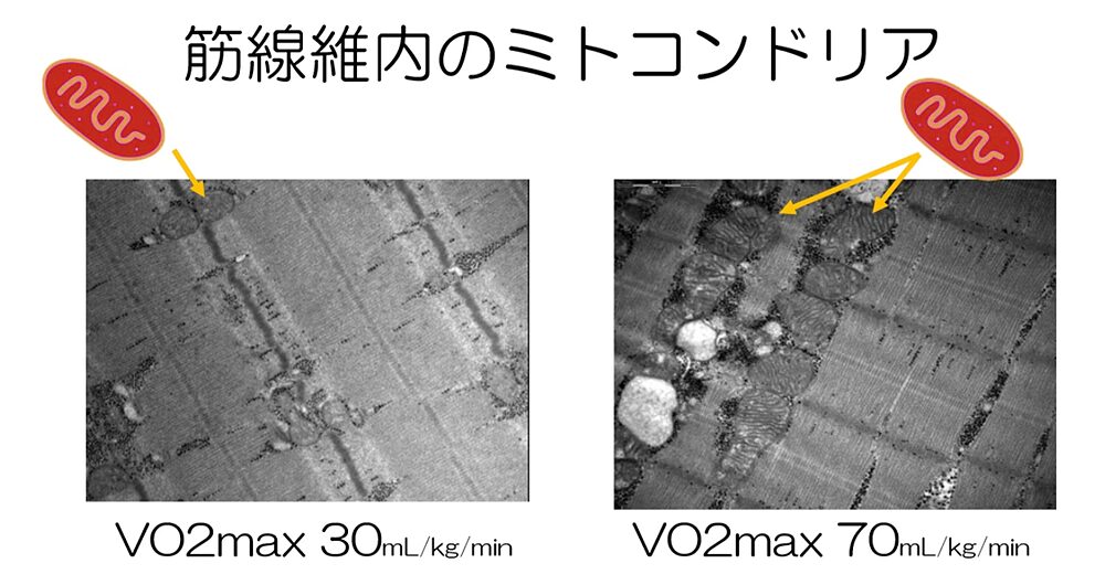 筋繊維内のミトコンドリア