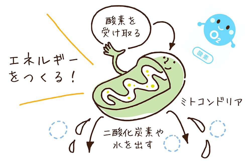 ミトコンドリアと酸素の関係