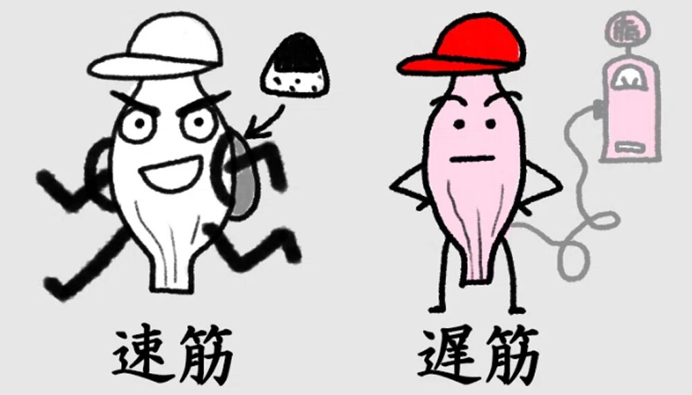 速筋と遅筋