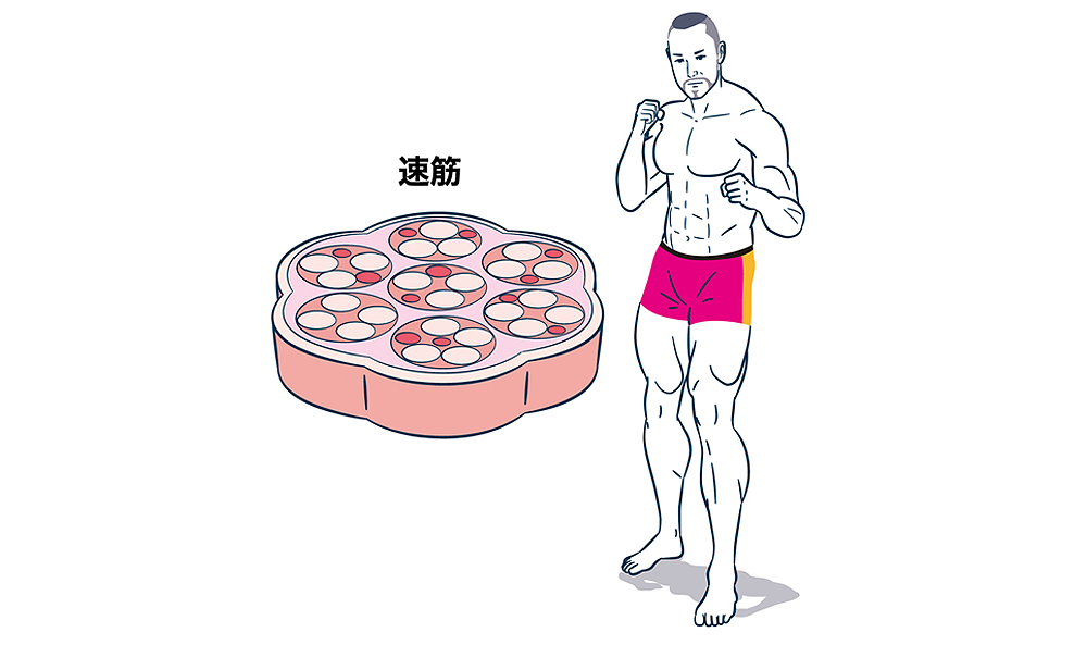 速筋タイプ