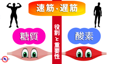 【 遅筋 と 速筋 の エネルギー源 】役割と重要性