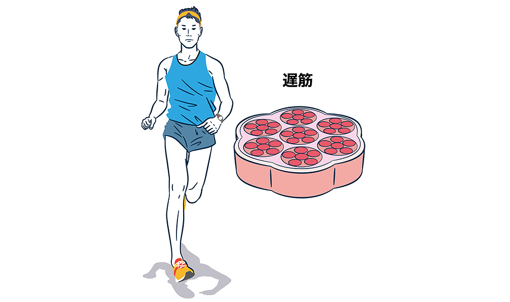 遅筋タイプ
