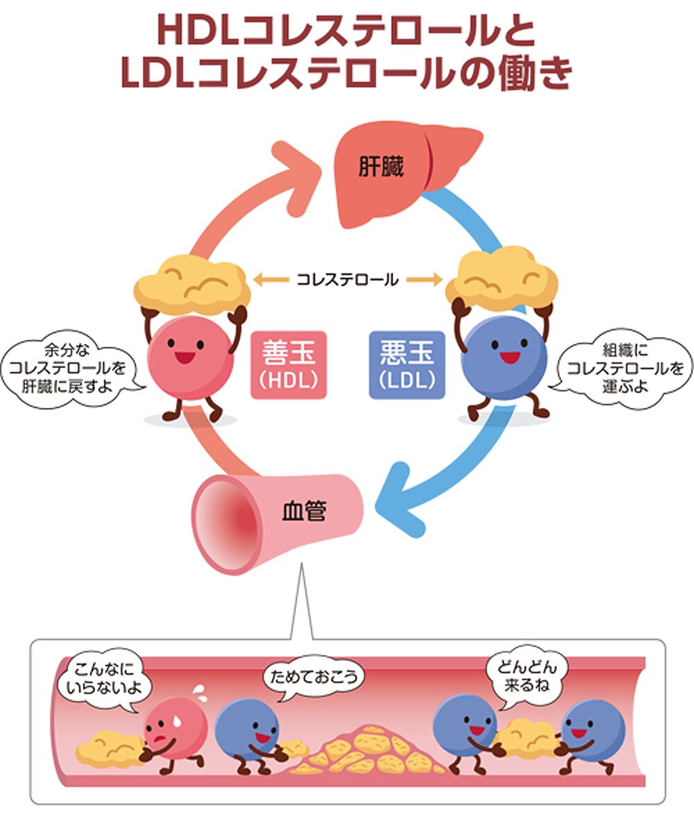 コレステロールの働き