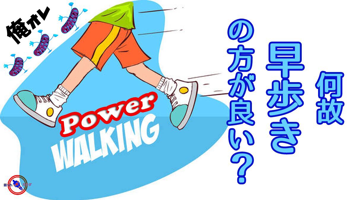 パワーウォーキング-ウォーキングとミトコンドリア