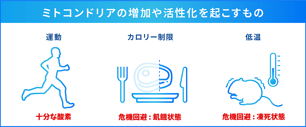 ミトコンドリアが活性化する3つの条件