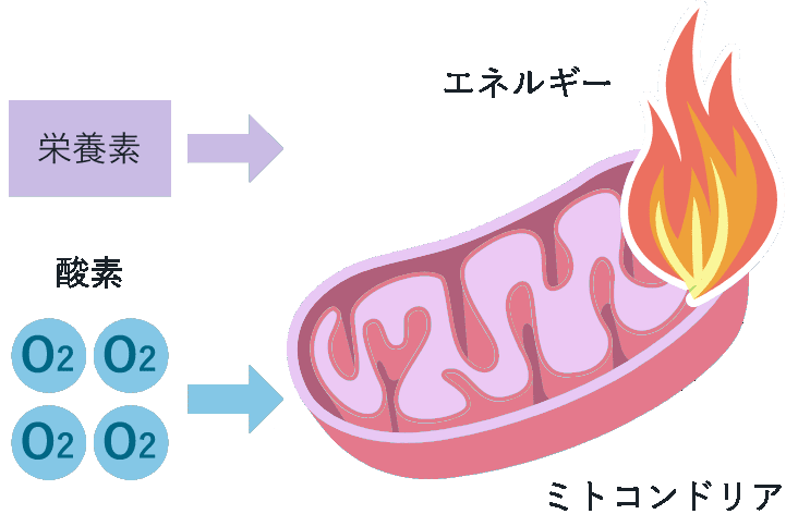 ミトコンドリアと酸素の関係