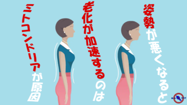 姿勢 と 呼吸 と ミトコンドリア