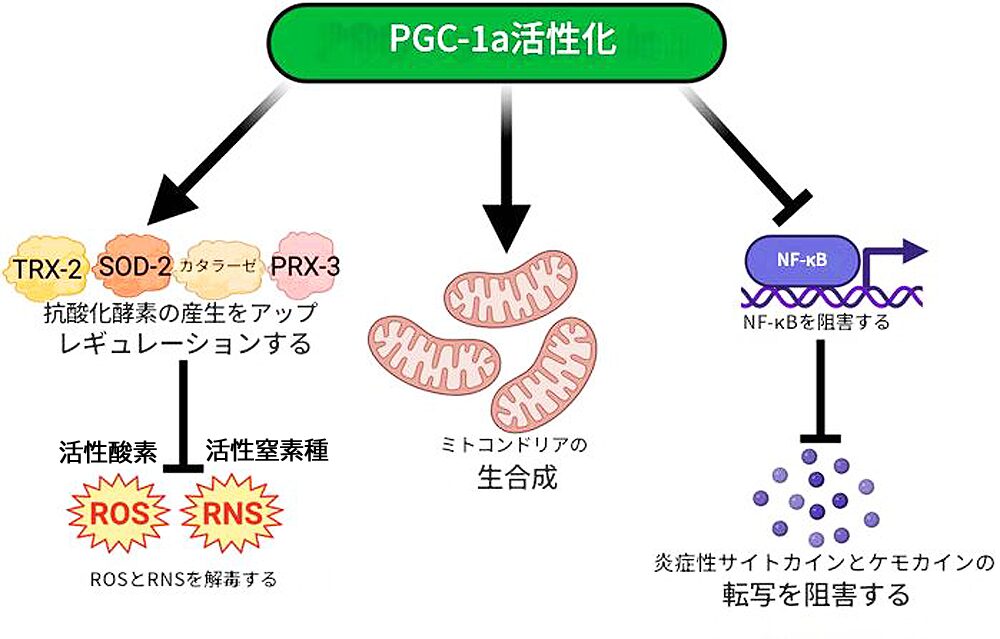 PGC-1αの活性化