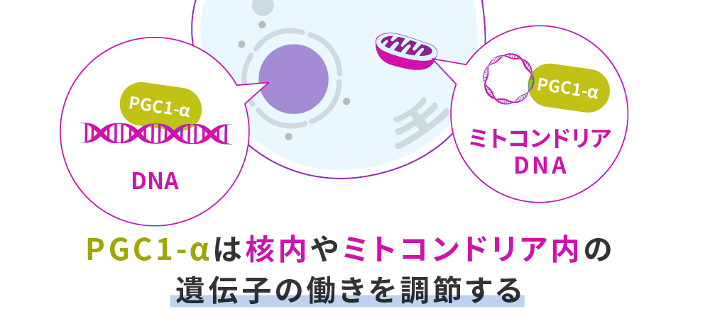 PGC-1αはミトコンドリアの働きを調整する