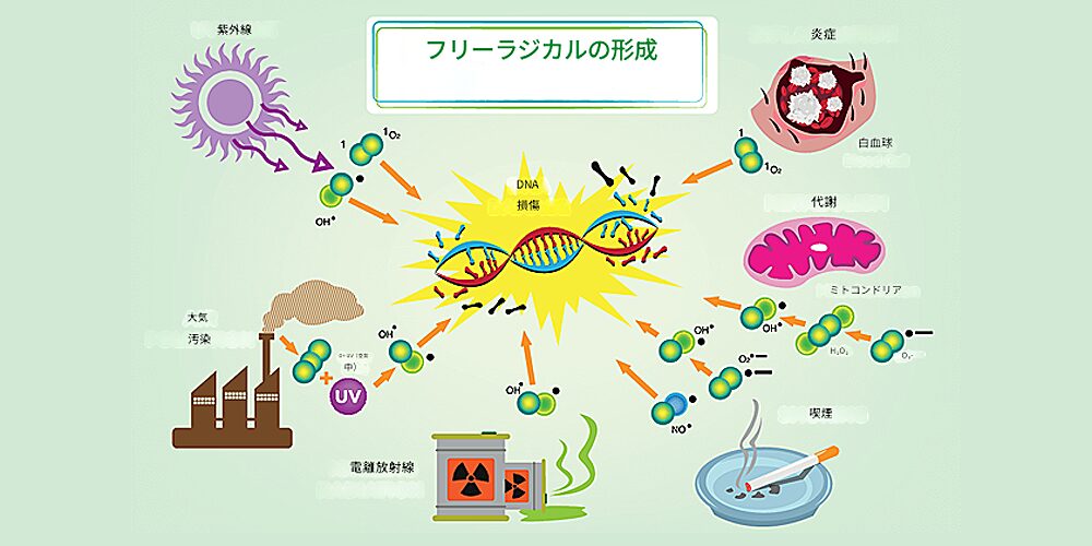 フリーラジカル 活性酸素